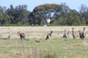 Help our Orphaned Native Wildlife