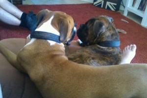 rescue more boxers