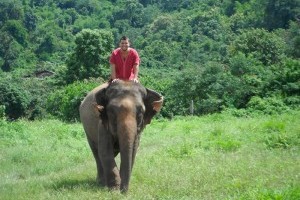 Ride an elephant