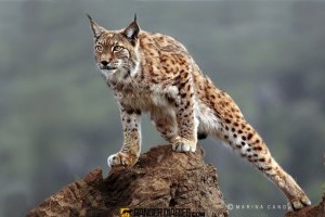 Save The Lynx