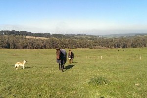 buy a property in Gippsland for retired/rescue horses