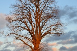 Climb this tree