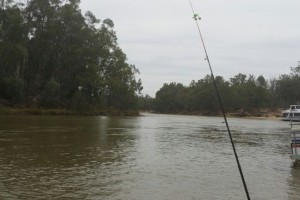 cruise on a boat along the Murray river