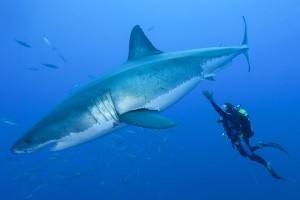 Dive with Great White Sharks