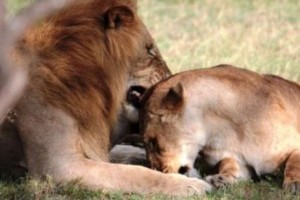 Volunteer at the Masai Mara Conservation and Wildlife Park