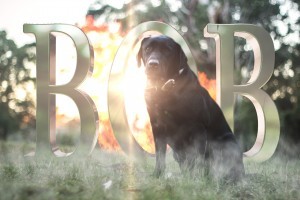 Make an EPIC picture of my dog