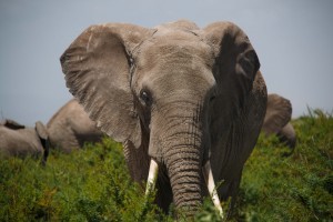 use my photography to campaign against wildlife poaching