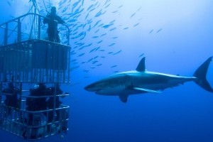 cage dive with great white sharks