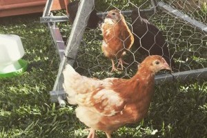 Have chickens in the backyard