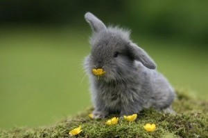 Visit the island full of wild but adorable bunnies in Japan