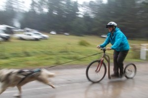 mush a team of sled dogs!