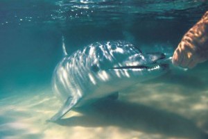 Go to Tangalooma Island Resort and feed the wild dolphins