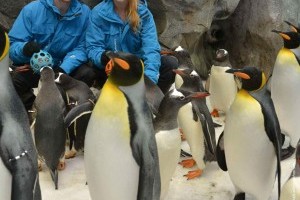 Go to Antarctica to visit the penguins