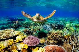 Snorkol and conqure the Great Barrier Reef