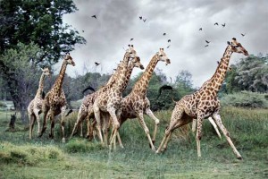 run with the giraffes in Africa