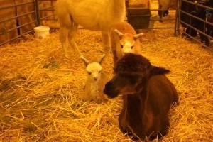 Open a baby animal farm for people with disabilities