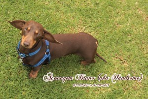 become a registered Miniature Dachshund breeder.