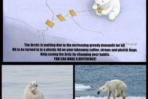 Go to the Arctic and save polar bears.