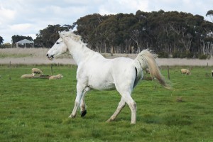 Compete in showjumping