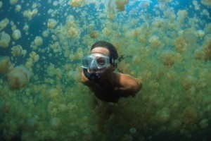 Dive with Jellyfish in Palau