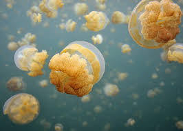 Go swimming in jellyfish lake in Palau