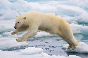 see wild polar bears