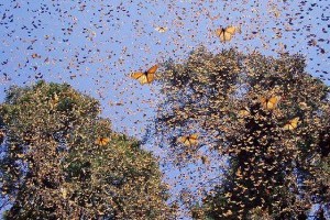 Camp at the Monarch Butterfly’s Hibernation