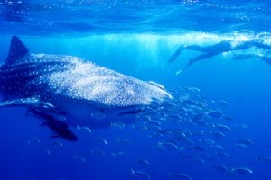 OneDay I will go swimming with Whale Sharks