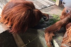 Go to Borneo to help the Orang-utans