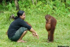 Give my time to help endangered Orangutans