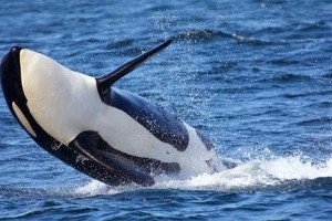 See Orcas in the wild as they should be