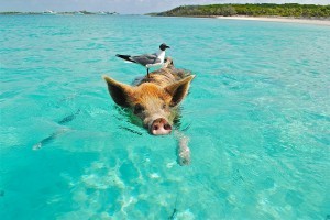  Swim with pigs