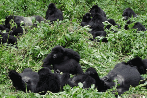 Visit the Gorillas in Rwanda