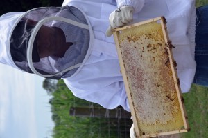 One Day I will turn my hobby beekeeping into a business.