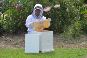 One Day I will turn my hobby beekeeping into a business.