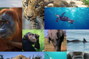 raise money to help Endangered animals.