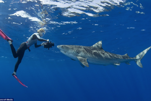 Swim with sharks off the shores of hawaii