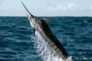 go Marlin fishing and catch a Monster Marlin.