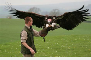 learn the art of falconry