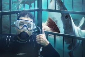 Stare into the jaws of a Great White Shark in the wild