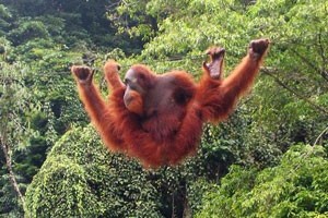 help the orangutans