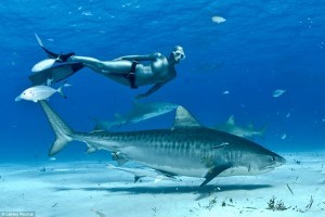 Swim with Tiger sharks