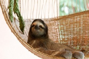 Go to the Sloth Sanctuary in Costa Rica