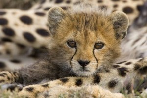 Volunteer at an animal shelter in Africa.