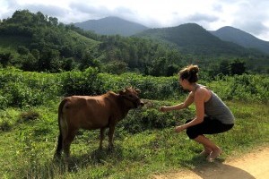 Take a picture with a cow on every continent