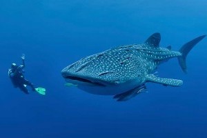 Scuba dive with a whale shark