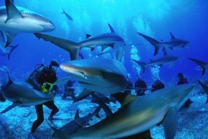 OneDay I will ...scuba dive with sharks