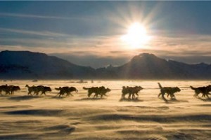 Travel to Greenland and Dog sled