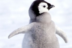 Stand With The Emperor Penguin Chicks