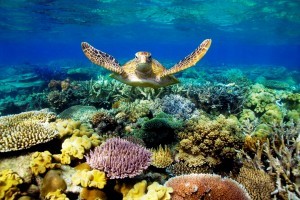 scuba dive in the Great Barrier Reef